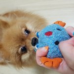 [방탈죄송] 만삭 임산부가 강아지를 훔쳐갔습니다