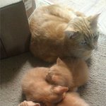 새끼들이 넘나 <b>뿌듯</b>한 어미냥이