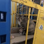 길냥이가 우리 회사에들어와 새끼 낳았어요 ~