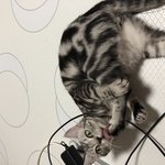[고양이] <b>코코</b>일상