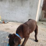 전라남도 고흥4개월 <b>믹스</b>