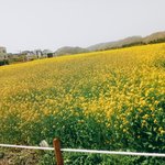 나 수학여행때 얘랑 다녀야더ㅣ는데 싸움