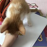 [댓글부탁해] 내가 <b>시험공부</b>를 제대로 못하는이유