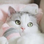 [댓글부탁해] <b>애완</b>동물 유튜버 추천해주라