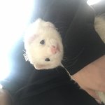 조금 다른 페럿 <b>집사</b>의 삶