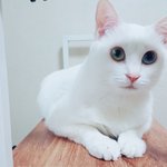 [고양이] 너만 냥이없<b>찌</b>