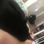 올블랙 코숏 <b>가루</b>의 삶