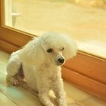 솜이/푸들/남아(중성화완료)/1살<b>추정</b>/2.5kg    *솜이는 애교...