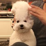 [EXO] <b>비숑</b> 너무ㄱㅇㅇ사랑스럽다