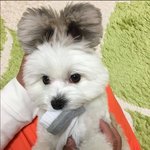 [댓글부탁해] 다들 <b>반려동물</b> 이름 뭐야??