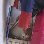 [고양이] <b>개</b>깜놀