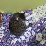 자려고하면 고양이가 먼저 <b>누움</b>