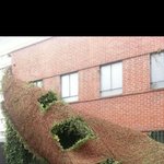 건물 <b>외벽</b>의 담쟁이덩굴을 떼어내는 방법 ㄷㄷ