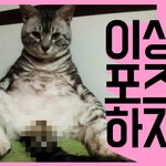 [고양이] [콜라] 망측한 포즈의 콜라
