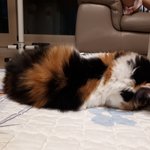 [리얼<b>멜리</b>] 대왕고양이가 된 <b>멜리</b>의 잠자리이야기(+추가)