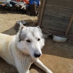 [강아지] 울집 보름이와 <b>메리</b>