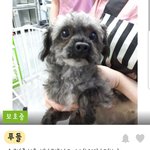 몸무게 3킬로<b>미만</b> 8마리 강아지들 봐주세요!!!