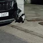 [댓글부탁해] 타투한 <b>여돌사진</b>좀