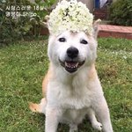 눈물나는 냥이와 멍뭉이 <b>우정</b>