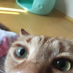 울 오빠가 고양이를 <b>털</b><b>뭉치</b>라고 말하는데