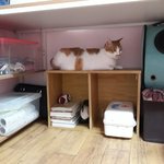 나의 동거묘 <b>도칠</b>이를 위한 돈지출..