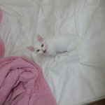 [고양이] 우리집 흰둥이 <b>모찌</b>를 소개합니다