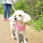 솜이/푸들/남아(중성화완료)/1살<b>추정</b>/2.5kg    *솜이는 애교...