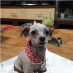[댓글부탁해] 얘들아 우리 동생 팔에 <b>자해</b>했다?