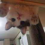 [고양이] 토리냥 <b>모리</b>냥 근황~