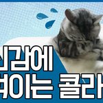[고양이] [콜라] <b>집사</b>에게 배신감을 느낀 콜라