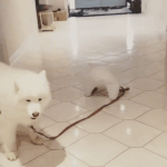 나 고양이 키울지도 몰루라<b>아아</b>각ㄱㄷ 질문