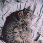 내<b>분신</b>이가있음