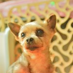 <b>라라</b>/요크셔테리어/여아/6살/2.5kg  *조심스러운 <b>라라</b>예요.