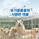 유기동물들에게도 <b>더위</b>를 피할 힘을 주세요