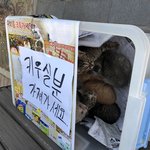 [<b>청주</b>] 누가 새끼고양이를 공원에 버리고 갔어요