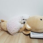 [강아지] 길잃은 화이트 푸들(경기도 <b>양주</b>)