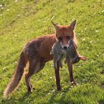 닉<b>주디</b> 실사판