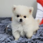 크림 <b>포메</b> 이름 후보인데 투표해주랑