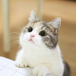 [댓글부탁해] 영어도 ㄹㅇ 학원, <b>과외</b>왜다님?