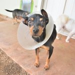 <b>리본</b>/미니핀/남아(중성화완료)/6개월추정/3kg  끔찍한 강아지공장에서...