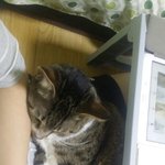 울 냥냥이 내 무릎위에서 <b>잔당</b> ㅎ