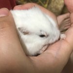 [댓글부탁해] 우리집 <b>햄스터</b> 눈 왜이래 ㅠㅠㅠ??