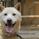 <b>진돗개</b> 닮은거면 어떤거임..