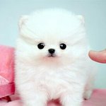 복코 개같네;;