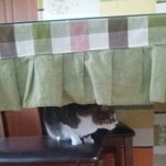 <b>울</b> 고먐미 <b>집</b>에 누구 올때마다 숨어ㅜㅜ