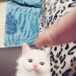 [고양이] 고양이 지코 성장기