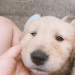 다들 댕댕이 자랑하고 <b>가세</b>욥