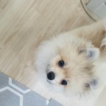 [또치<b>재희</b>동] 우리집 네마리 강아지들 5