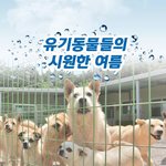 유기동물들에게도 <b>더위</b>를 피할 힘을 주세요