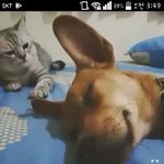 고양이 진짜 꼴뵈기싫다